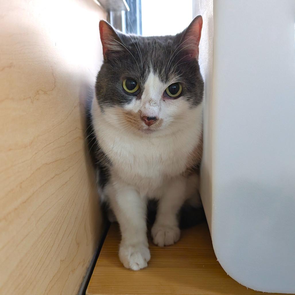 Wisteria, Adoptable, Adult Female Domestic Short Hair.