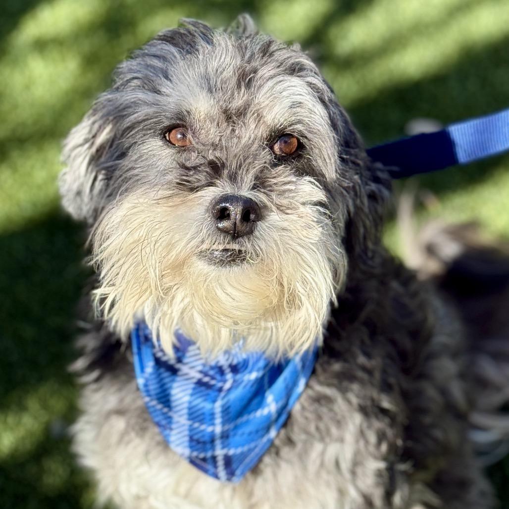 Shrek - The nicest dog here! , Adoptable, Adult Male Schnauzer.
