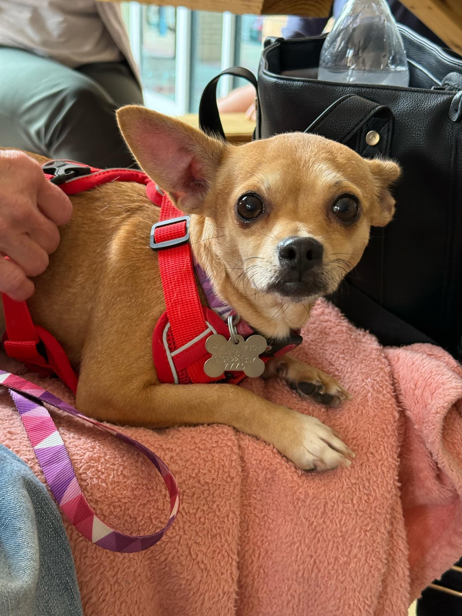 Chiquita, Adoptable, Adult Female Chihuahua.