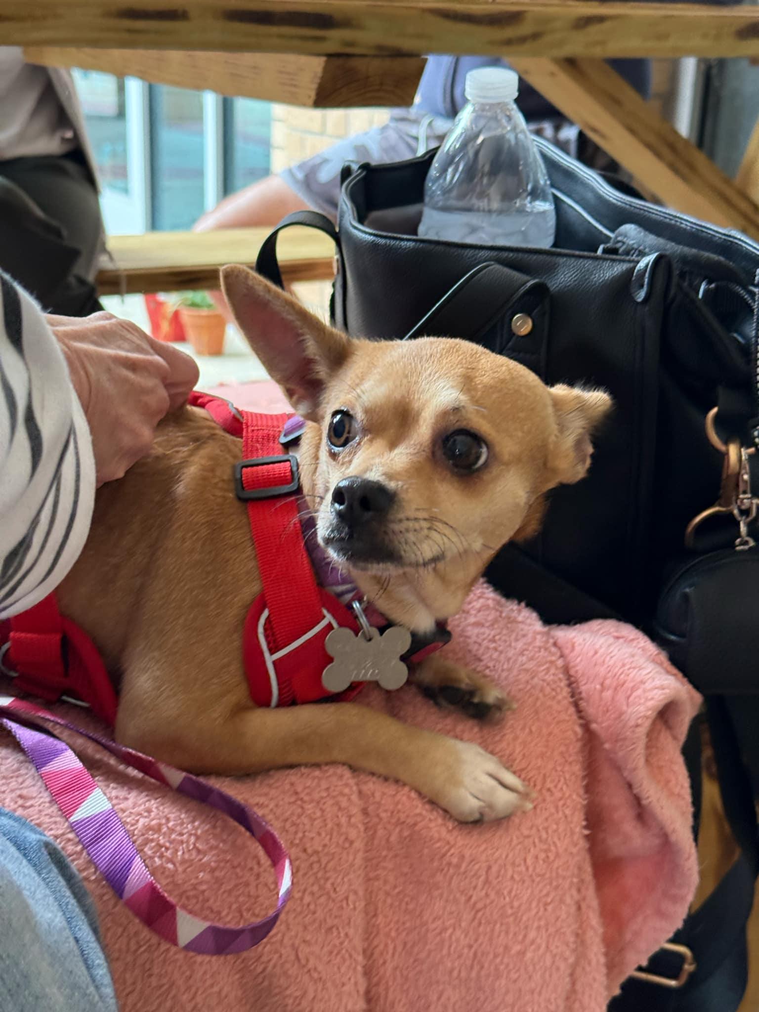 Enlarge Chiquita, a Adoptable Chihuahua in Holly Springs, NC image 2/3