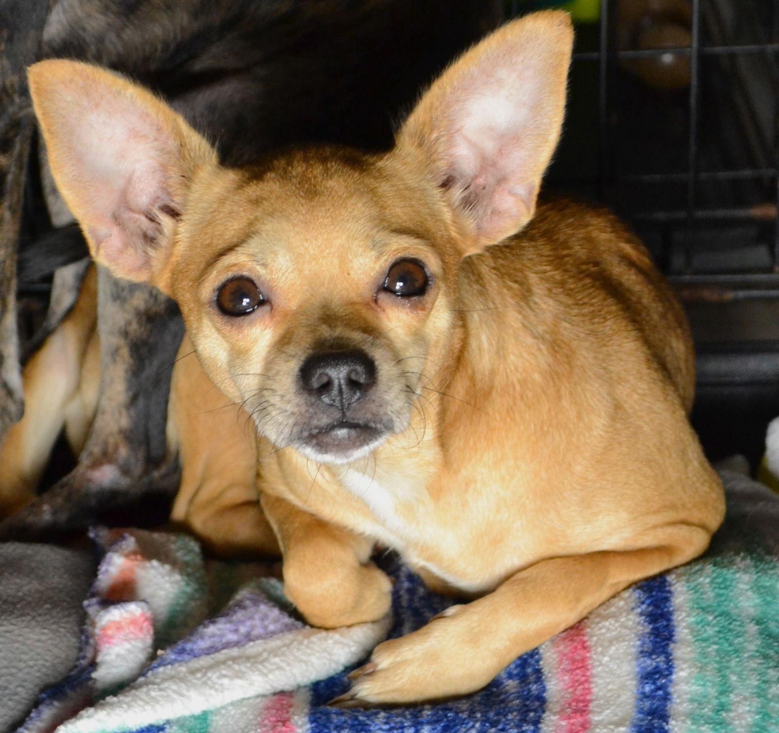 Enlarge Chiquita, a Adoptable Chihuahua in Holly Springs, NC image 3/3