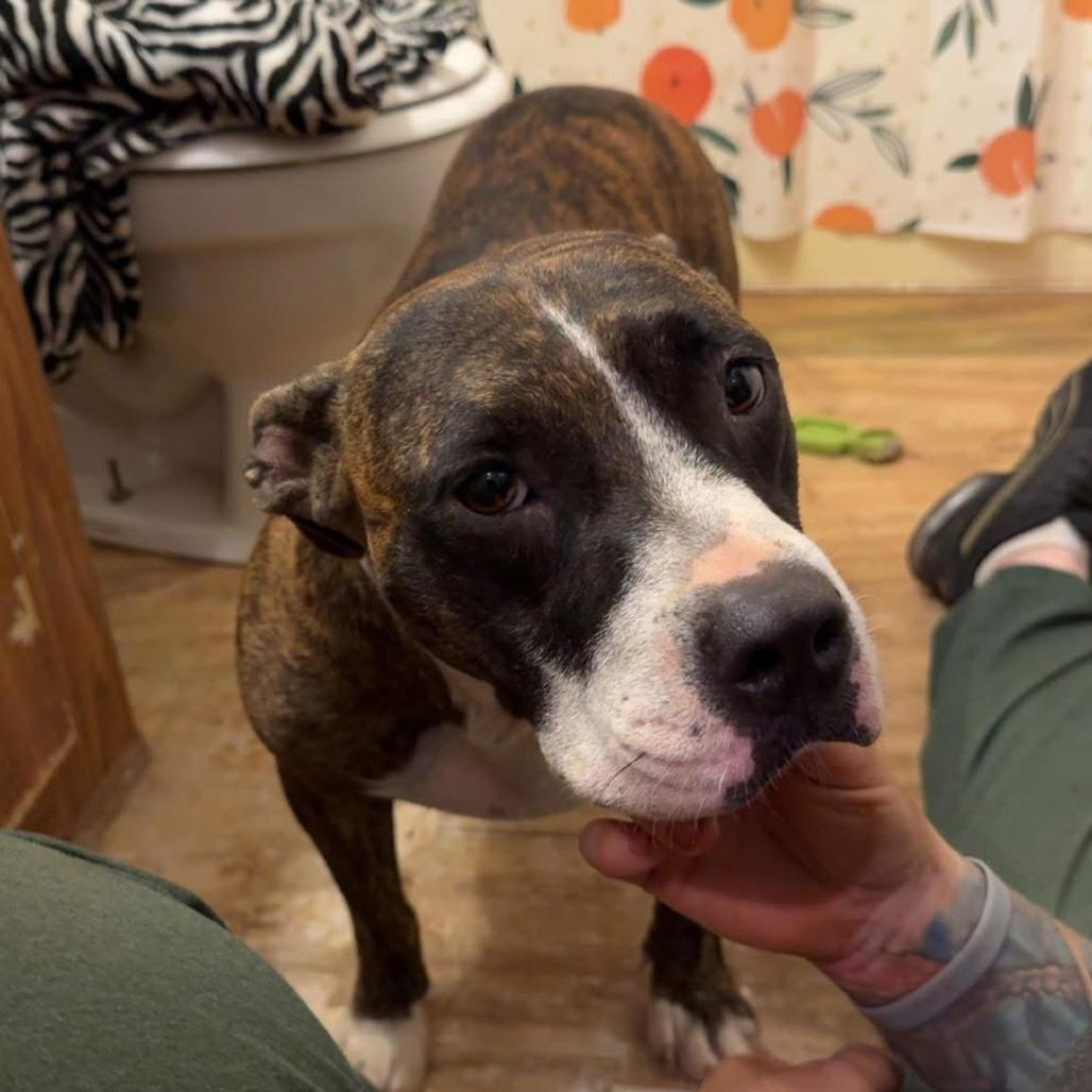 *Courtesy Listing - Roxie, Adoptable, Adult Female Mixed Breed.