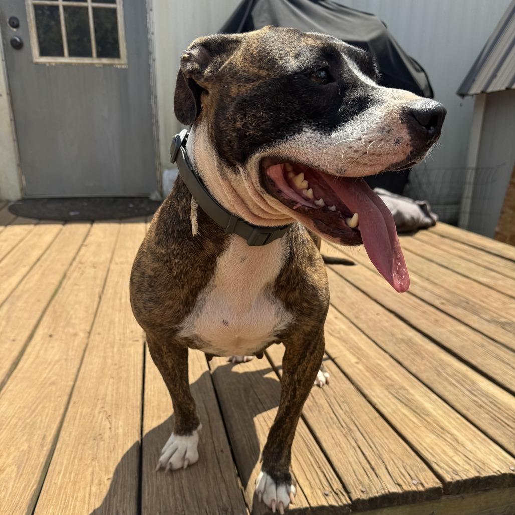 *Courtesy Listing - Roxie, a Adoptable Mixed Breed in Tuscaloosa, AL image 2/6
