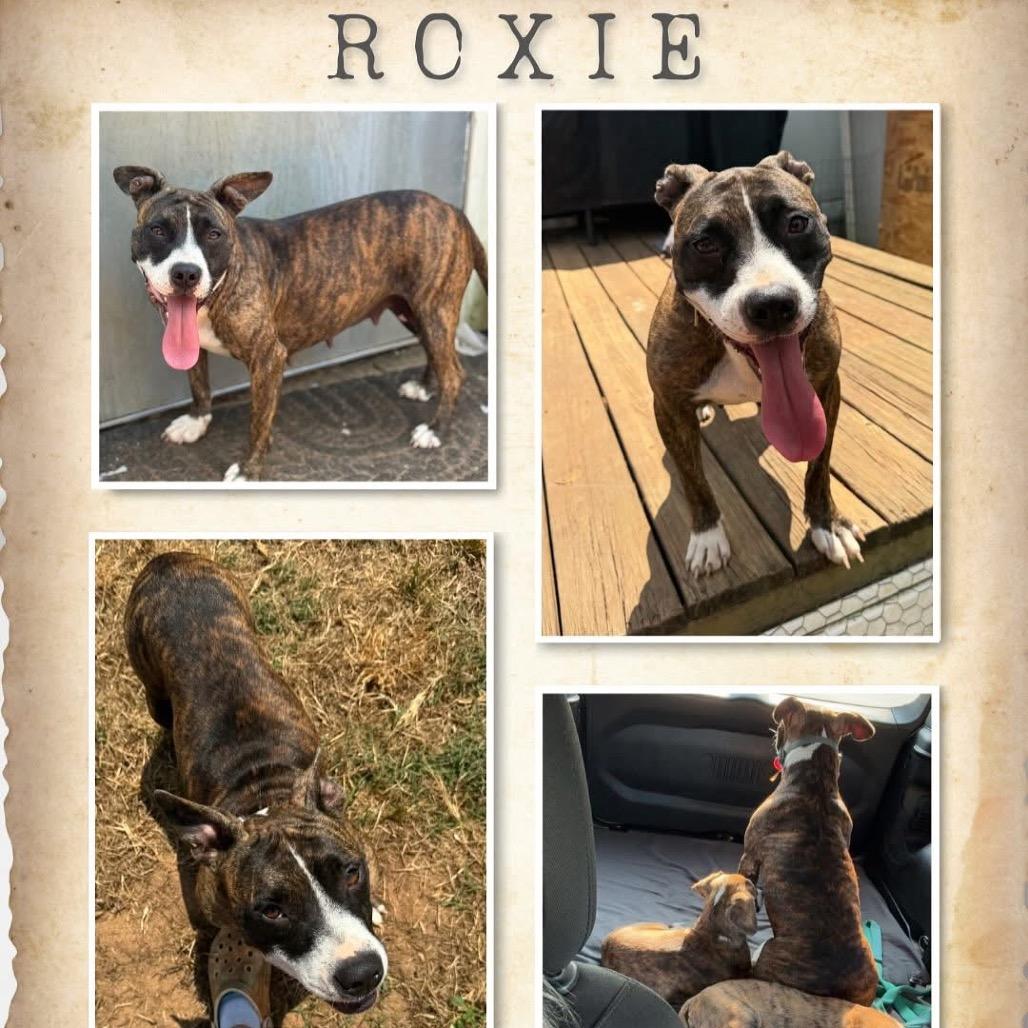 *Courtesy Listing - Roxie, a Adoptable Mixed Breed in Tuscaloosa, AL image 3/6