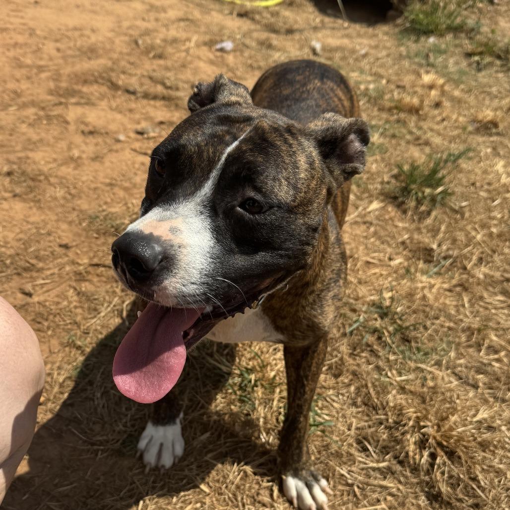 *Courtesy Listing - Roxie, a Adoptable Mixed Breed in Tuscaloosa, AL image 4/6