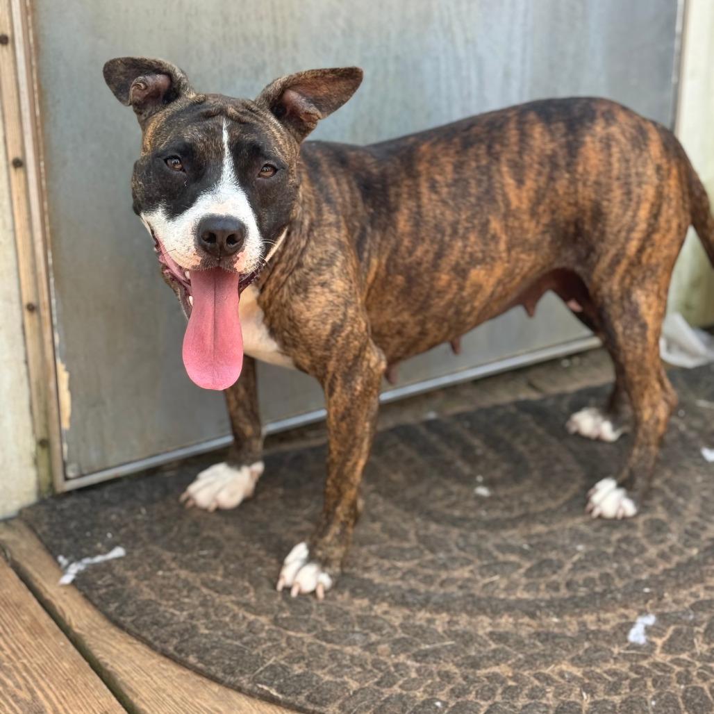 *Courtesy Listing - Roxie, a Adoptable Mixed Breed in Tuscaloosa, AL image 5/6