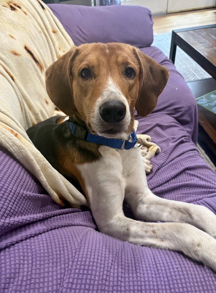 Enlarge Louie, a Adoptable mixed breed in Greenlawn, NY image 1/6