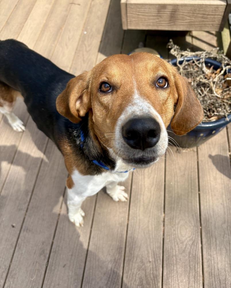 Enlarge Louie, a Adoptable mixed breed in Greenlawn, NY image 3/6