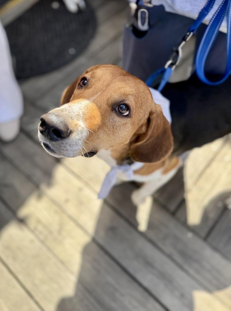 Enlarge Louie, a Adoptable mixed breed in Greenlawn, NY image 6/6
