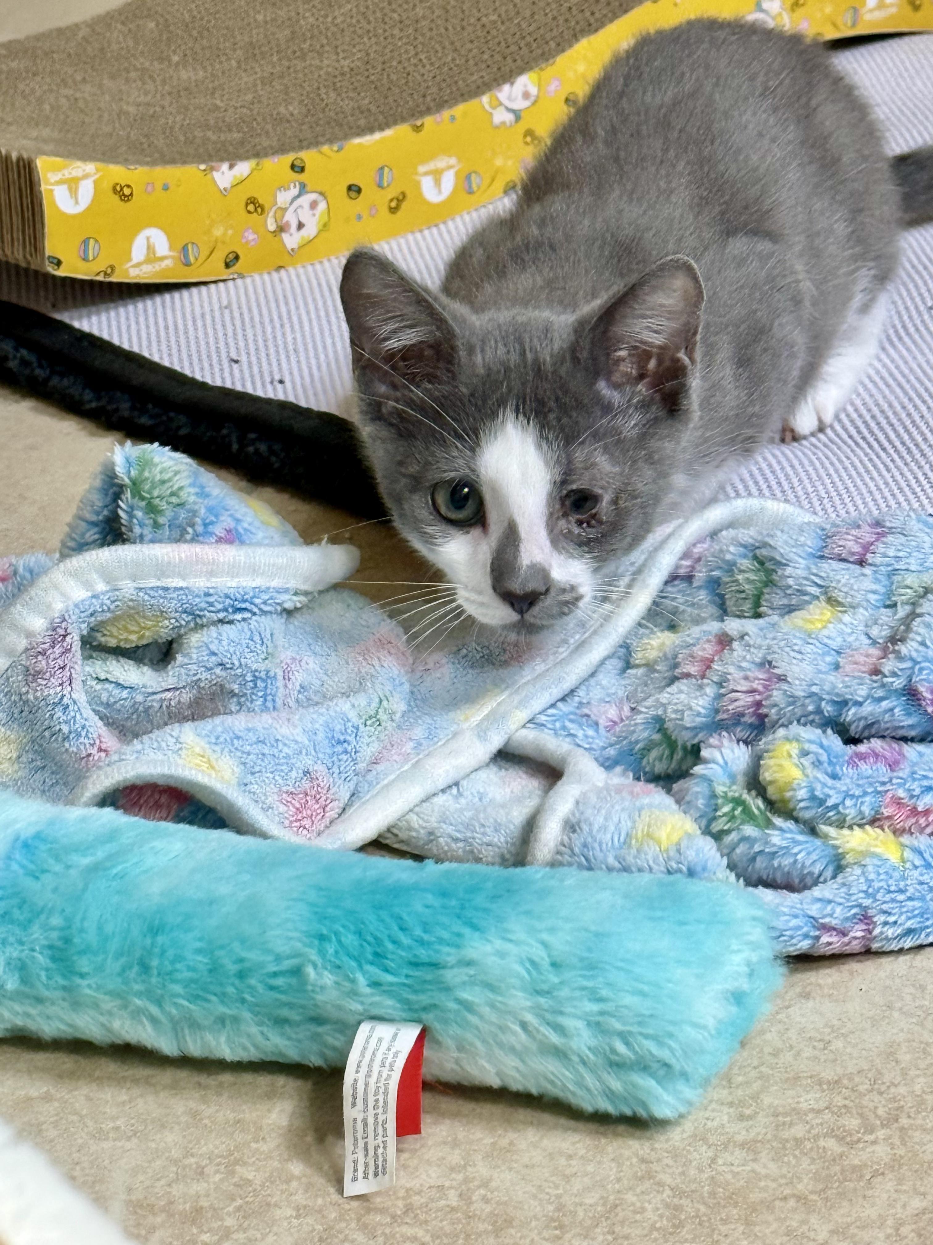 Enlarge Frodo, a Adoptable Domestic Short Hair in Orange City, FL image 2/3
