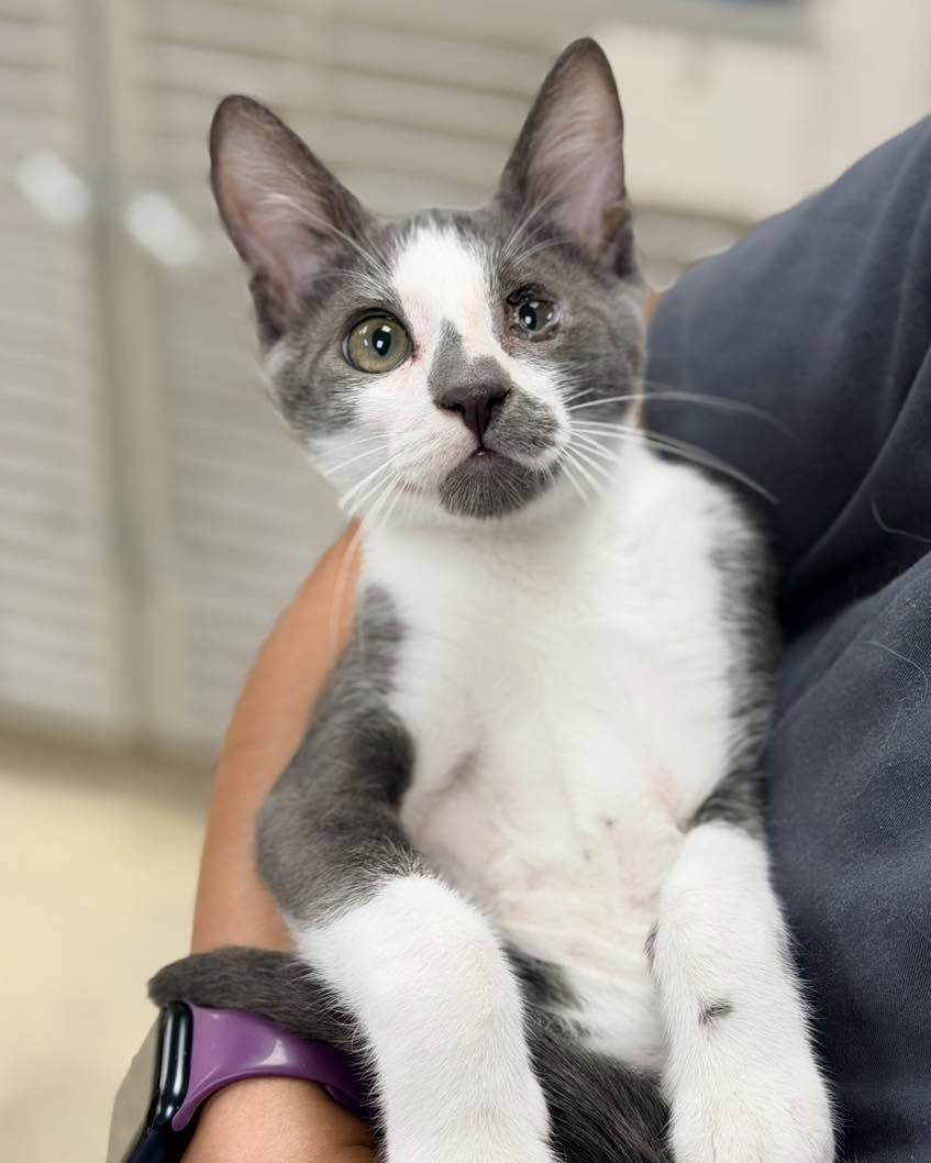Frodo, Adoptable, Kitten Male Domestic Short Hair.