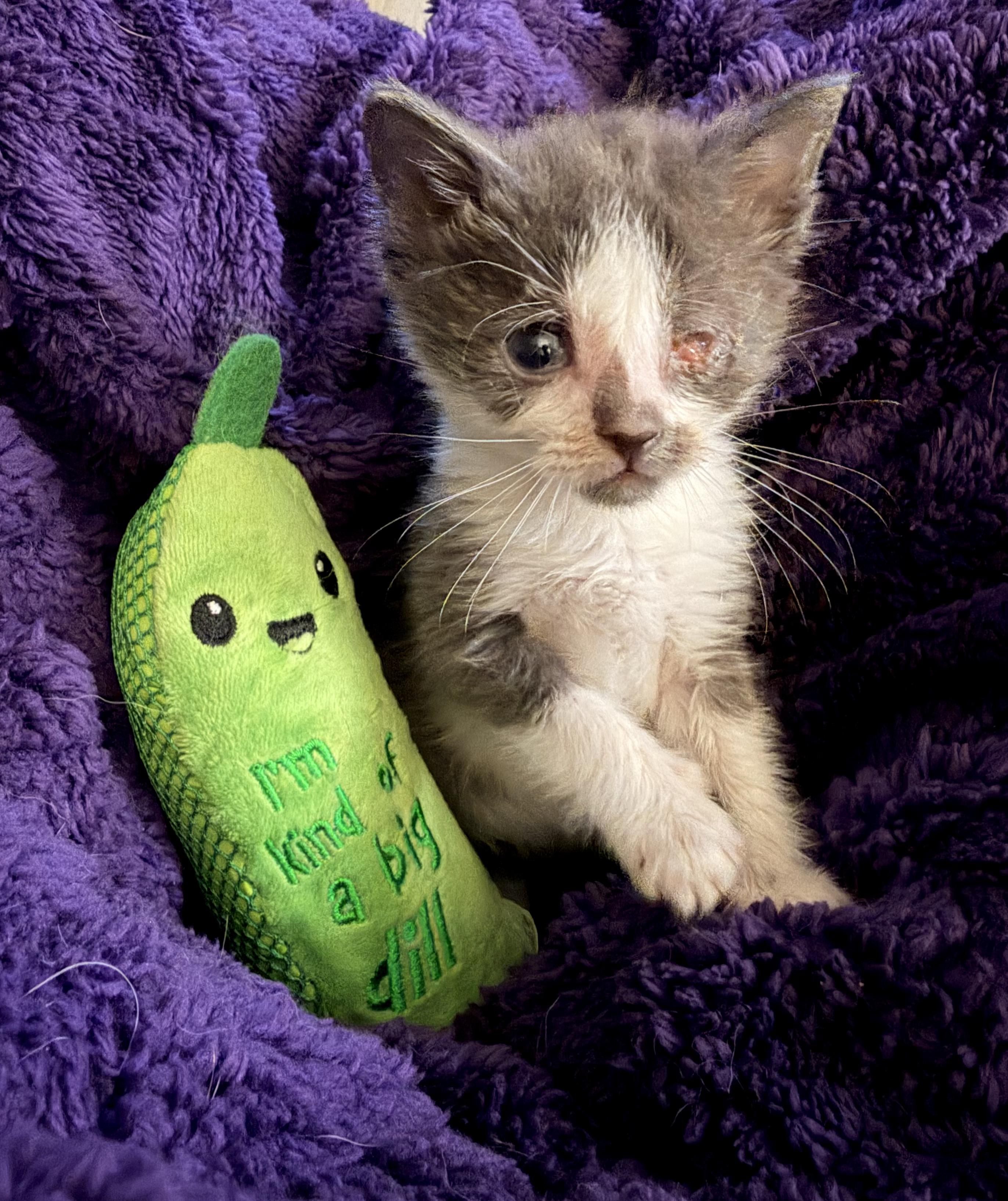 Enlarge Frodo, a Adoptable Domestic Short Hair in Orange City, FL image 3/3