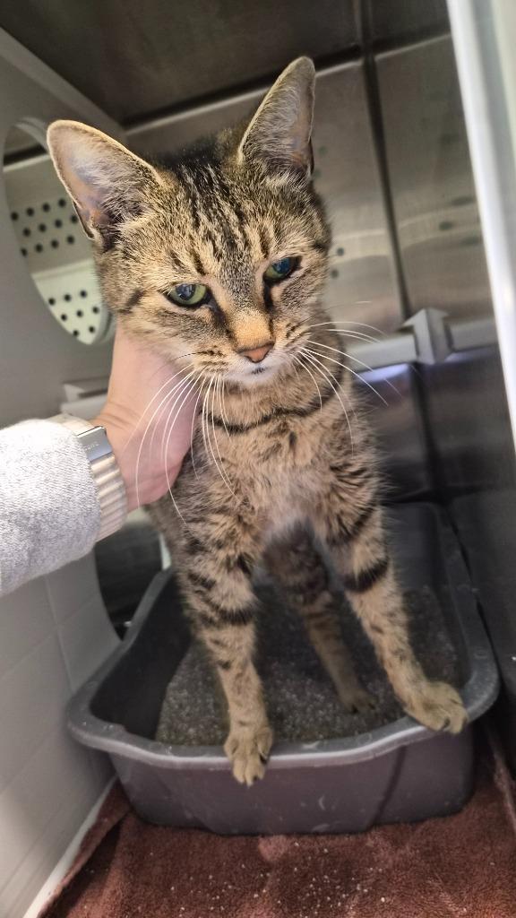 Nona, Adoptable, Young Female Domestic Short Hair.