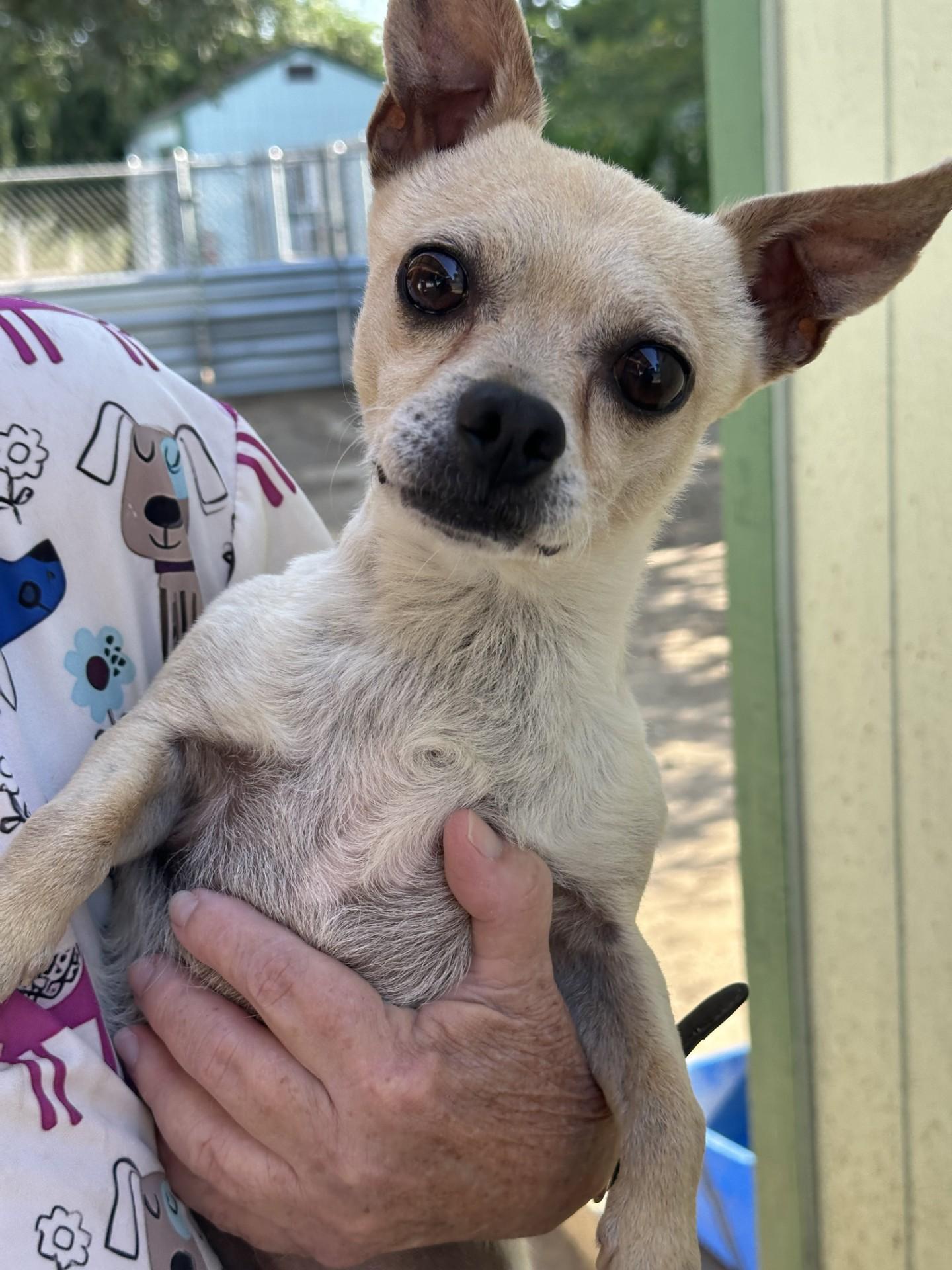 TOBY, a Adoptable mixed breed in Fresno, CA image 2/3