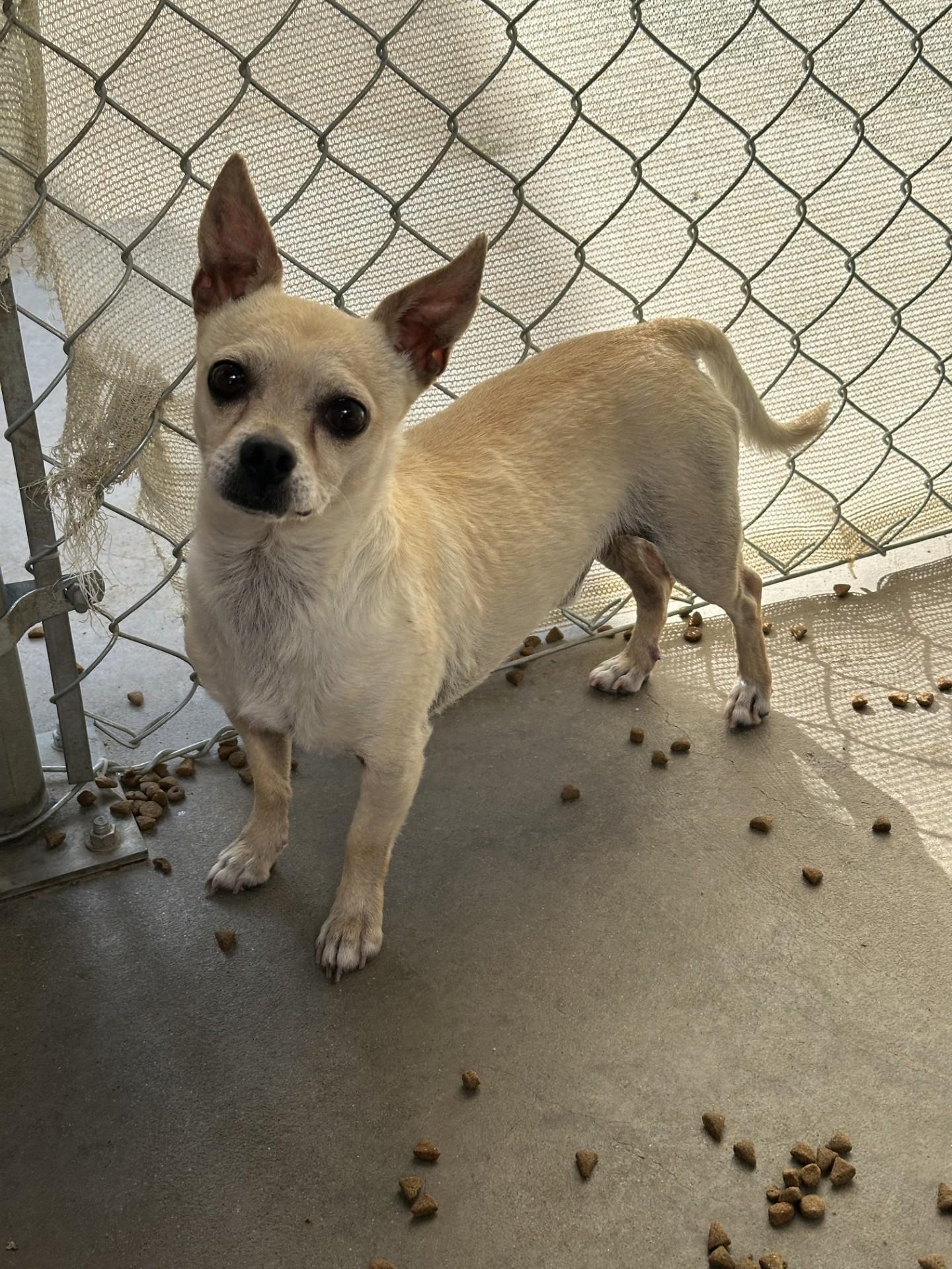 TOBY, Adult Male unknown