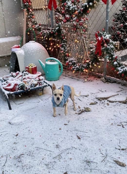 Enlarge TOBY, a Adoptable mixed breed in Fresno, CA image 5/5