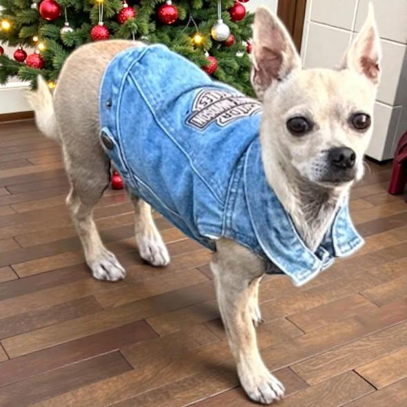 TOBY, Adoptable, Adult Male Chihuahua.
