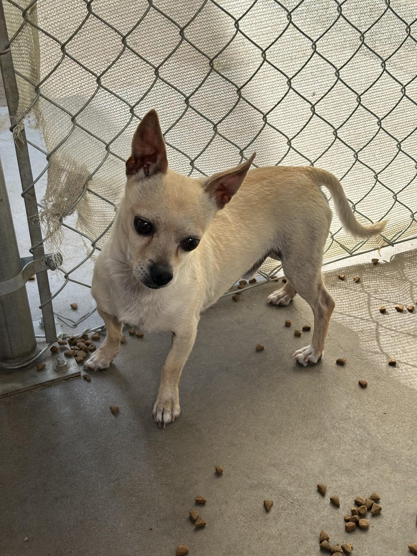 TOBY, a Adoptable mixed breed in Fresno, CA image 3/3