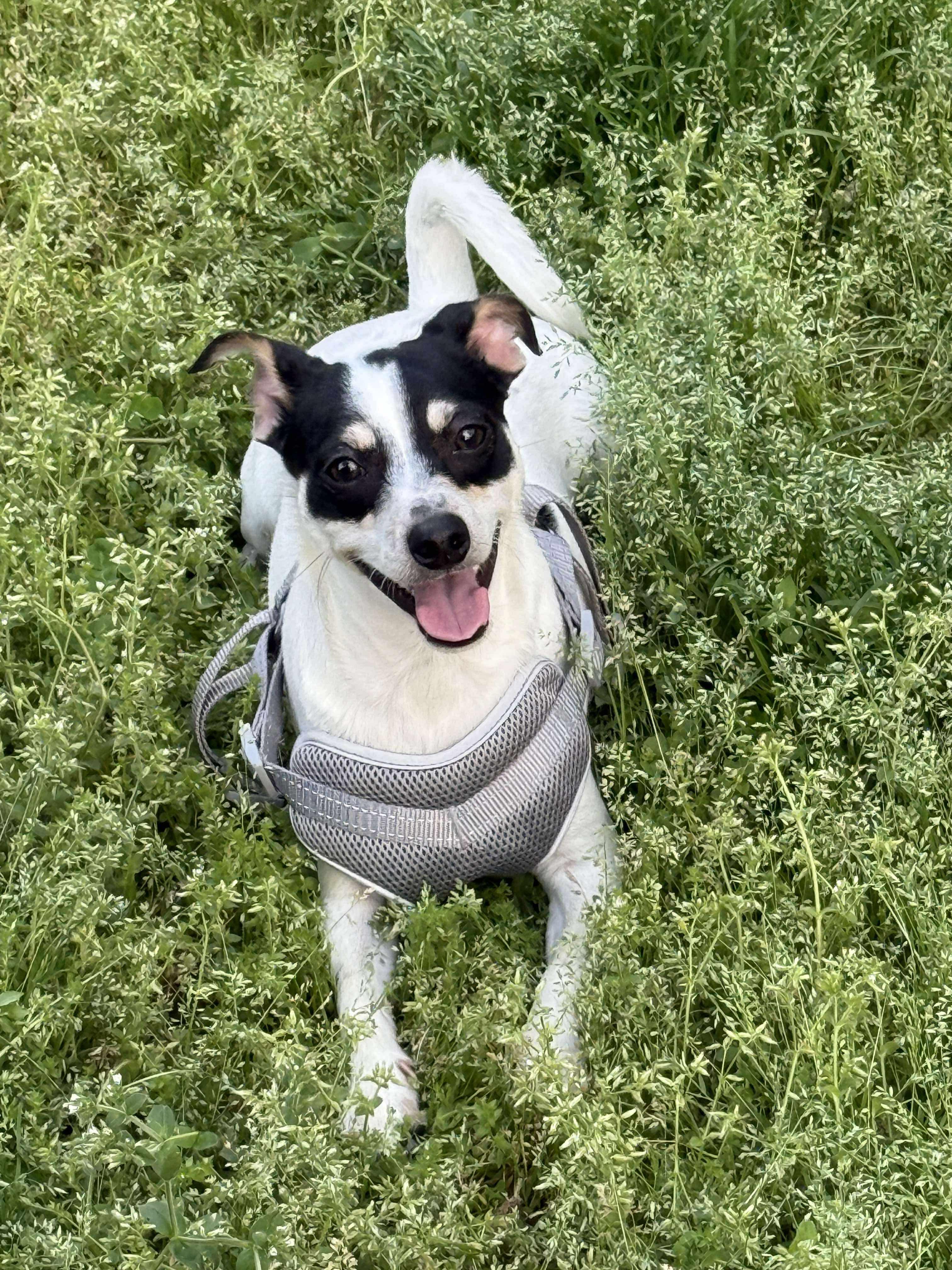 Domino, a Adoptable mixed breed in East Point, GA image 1/5