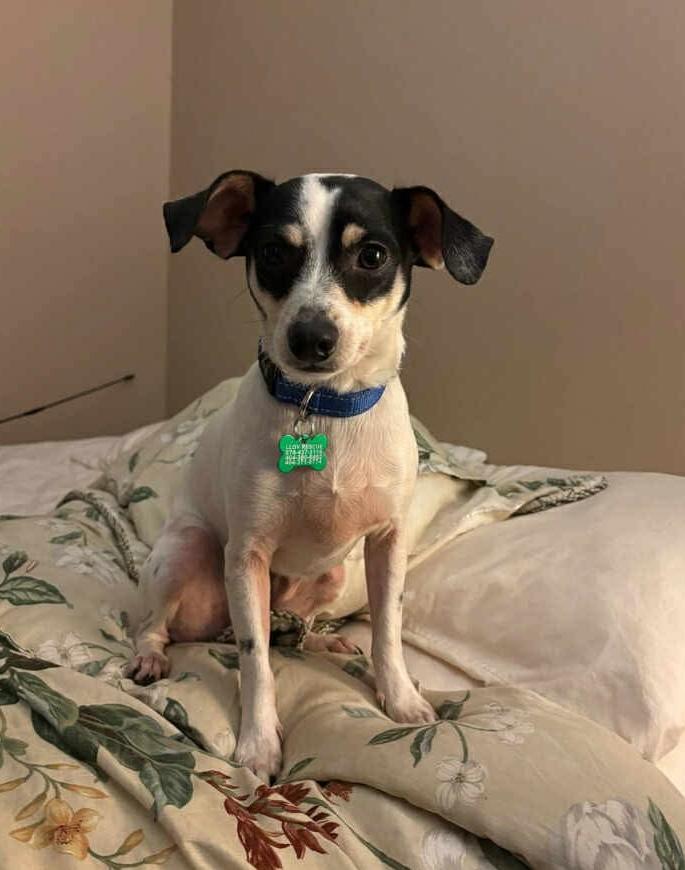 Domino, a Adoptable mixed breed in East Point, GA image 3/5