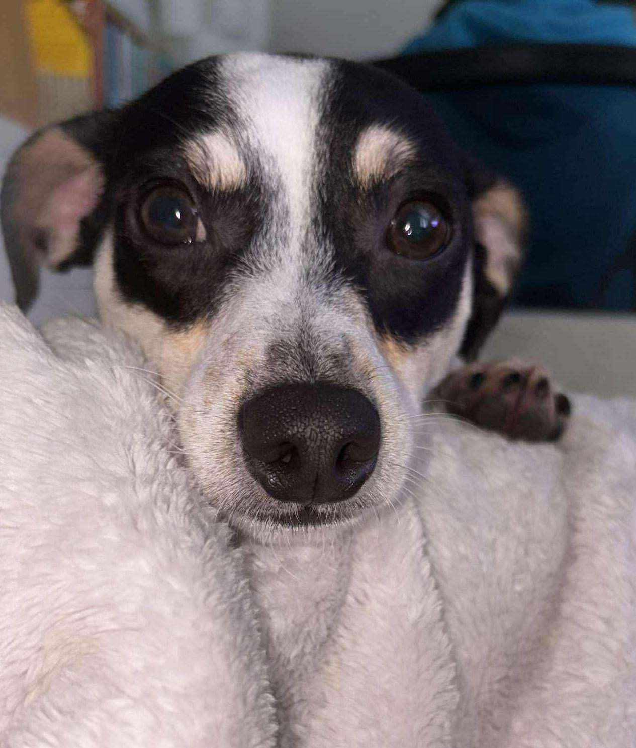 Domino, a Adoptable mixed breed in East Point, GA image 4/5