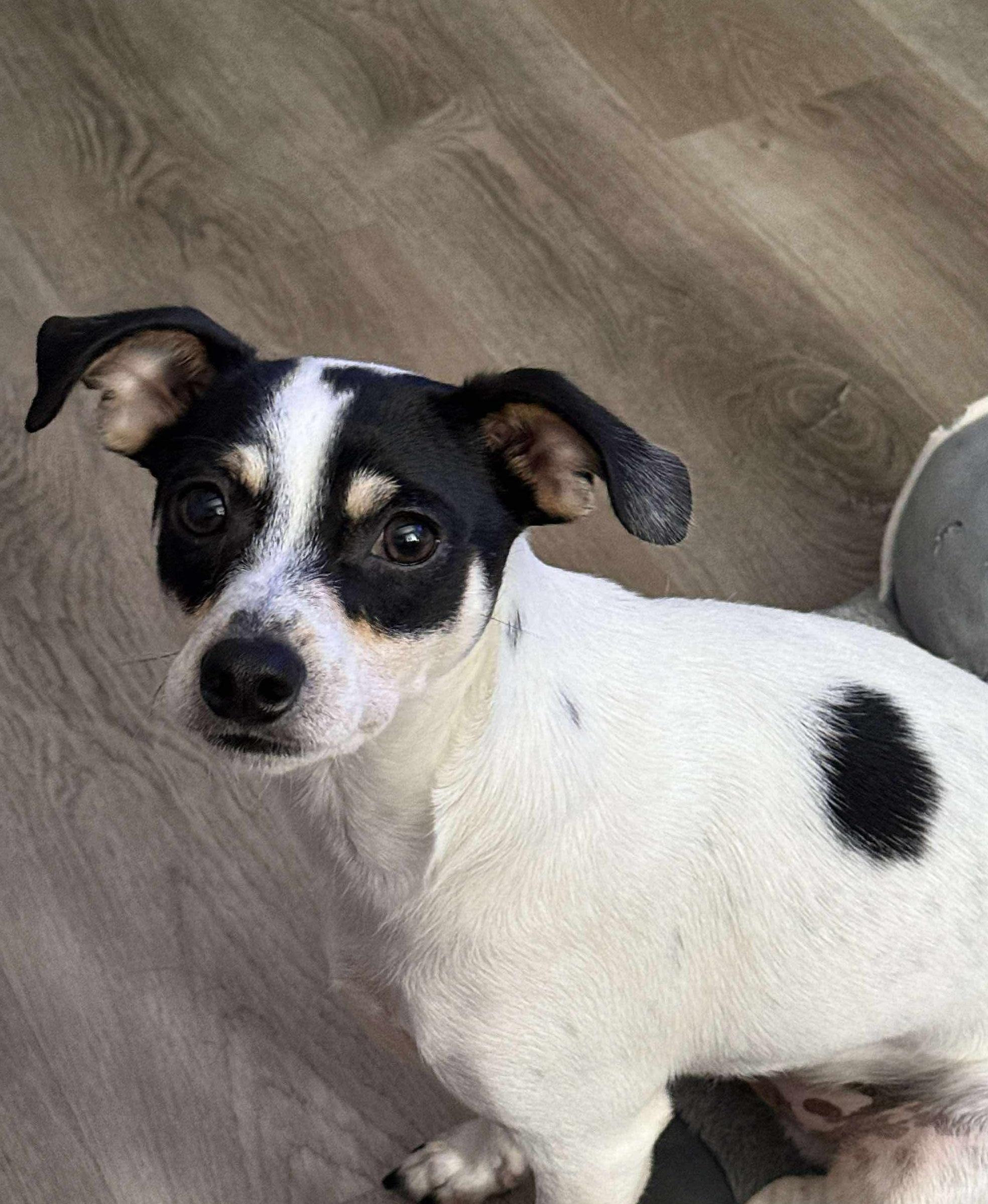 Domino, a Adoptable mixed breed in East Point, GA image 2/5