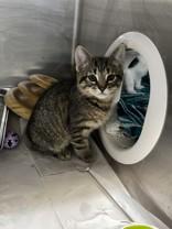 Enlarge Jay Manuel, a ADOPTABLE Domestic Short Hair in Whitby, ON image 3/3