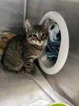 Jay Manuel, ADOPTABLE, Kitten Male Domestic Short Hair.