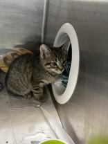 Enlarge Jay Manuel, a ADOPTABLE Domestic Short Hair in Whitby, ON image 2/3