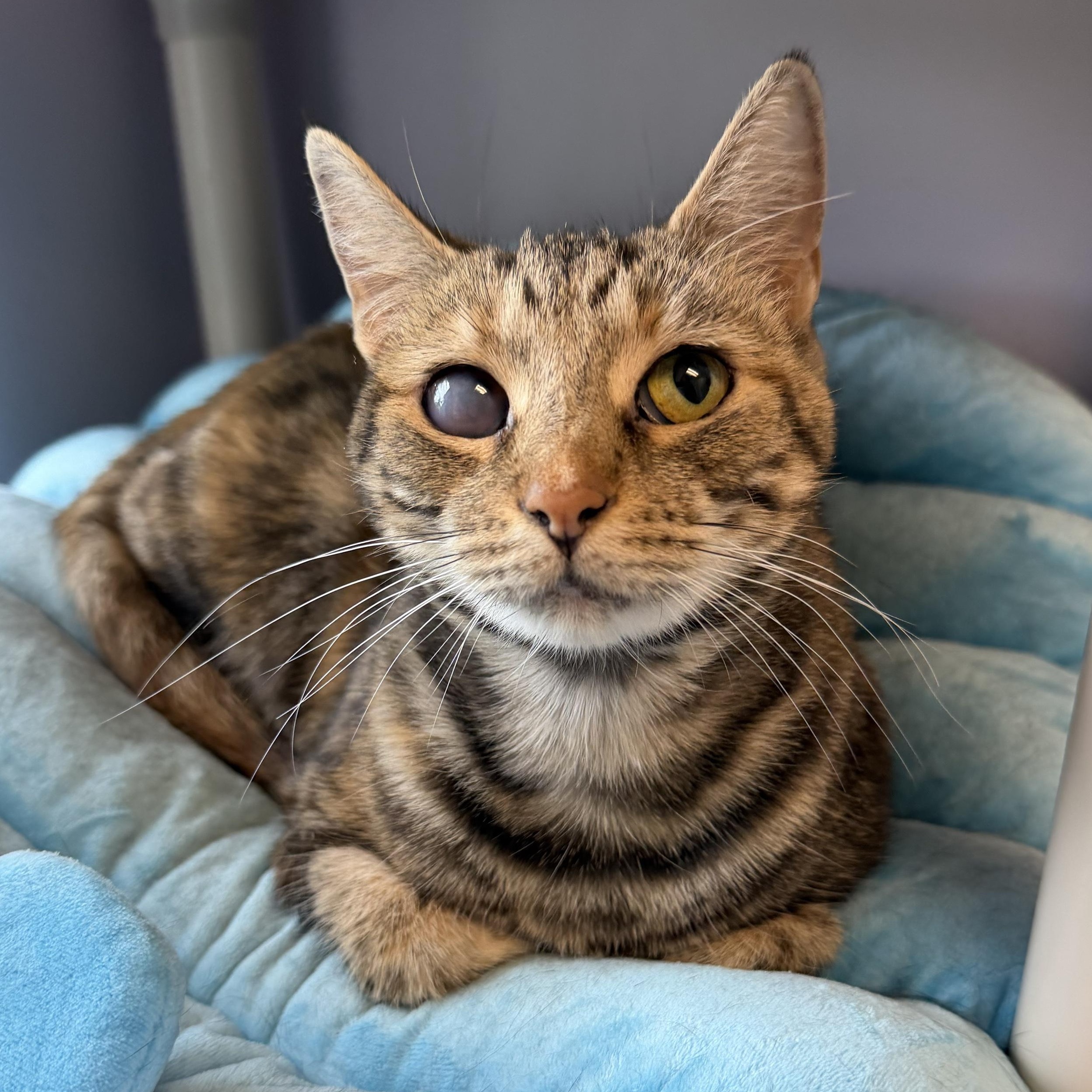 Cheerio, an adopted Domestic Short Hair in Cooperstown, NY image 1/2