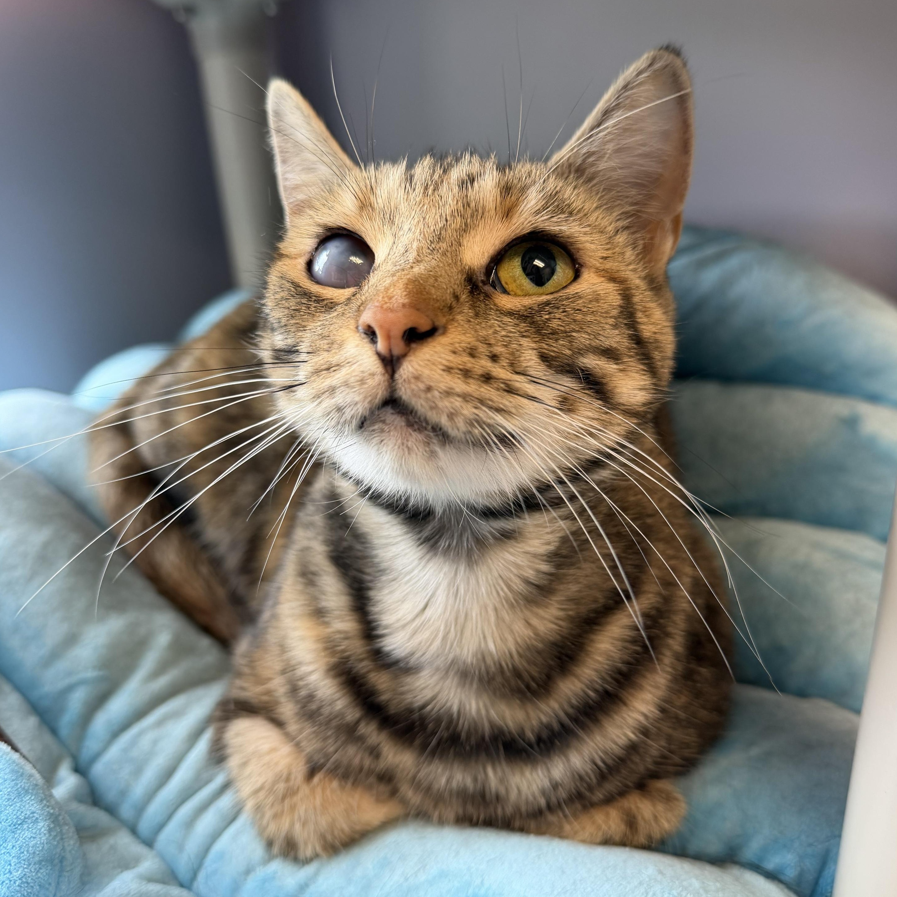 Cheerio, an adopted Domestic Short Hair in Cooperstown, NY image 2/2