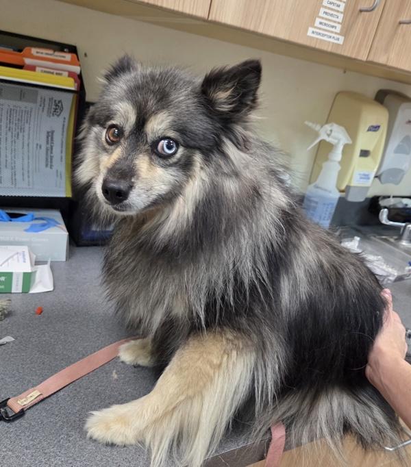 Enlarge Matilda, a Adoptable mixed breed in Kennewick, WA image 1/1
