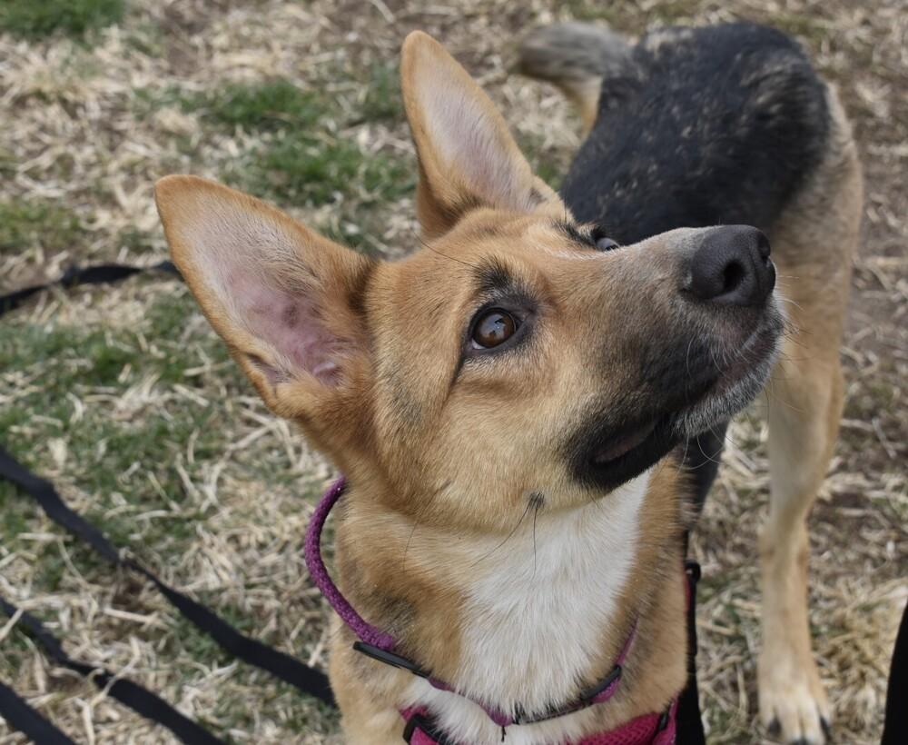 Kiki, Adoptable, Adult Female German Shepherd Dog.