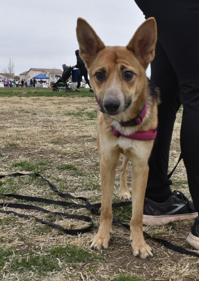 Enlarge Kiki, a Adoptable mixed breed in Albuquerque, NM image 2/6