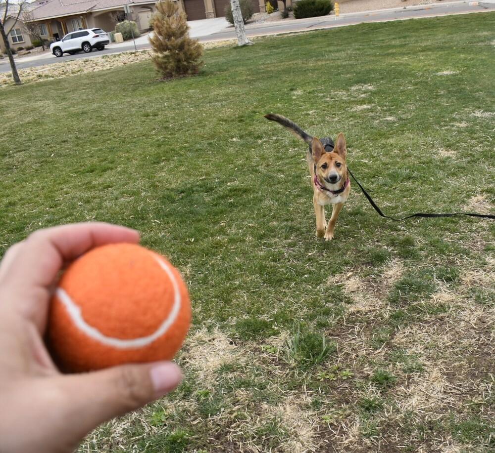 Enlarge Kiki, a Adoptable mixed breed in Albuquerque, NM image 3/6