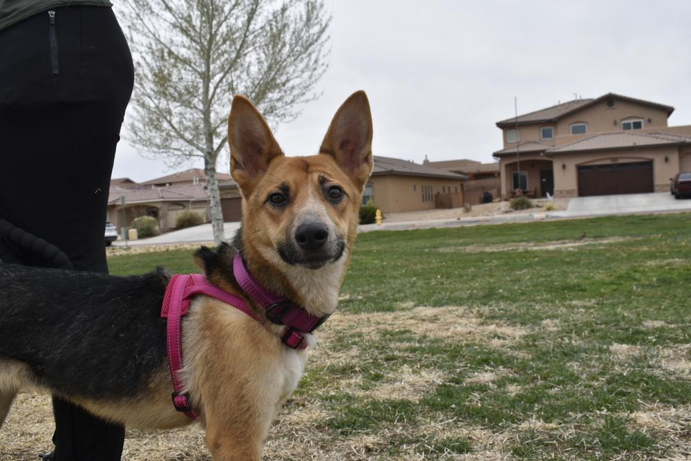 Enlarge Kiki, a Adoptable mixed breed in Albuquerque, NM image 4/6