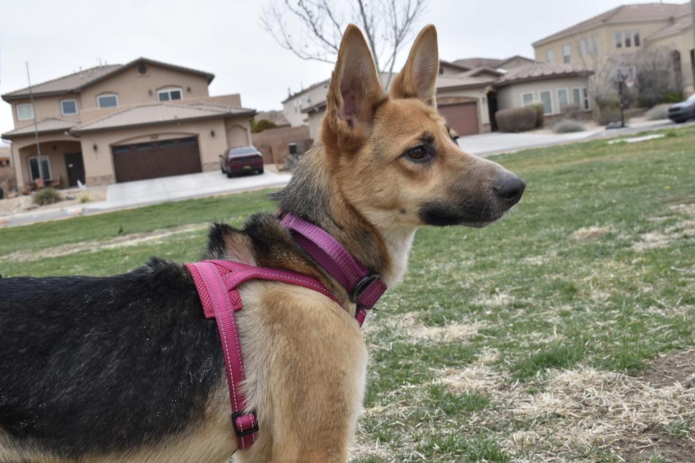Enlarge Kiki, a Adoptable mixed breed in Albuquerque, NM image 5/6