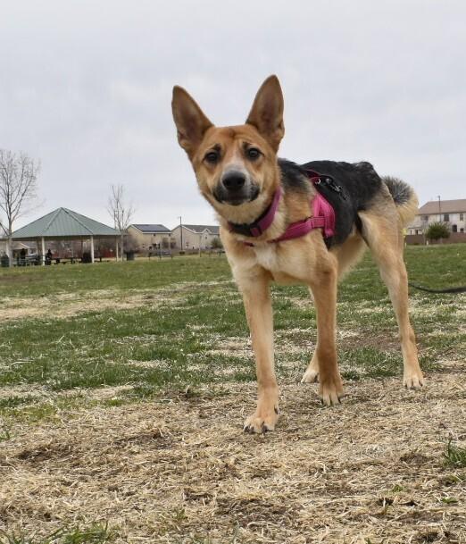 Enlarge Kiki, a Adoptable mixed breed in Albuquerque, NM image 6/6