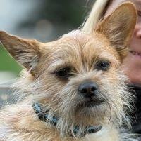 Enlarge Enzo, a ADOPTABLE mixed breed in Albany, NY image 3/4