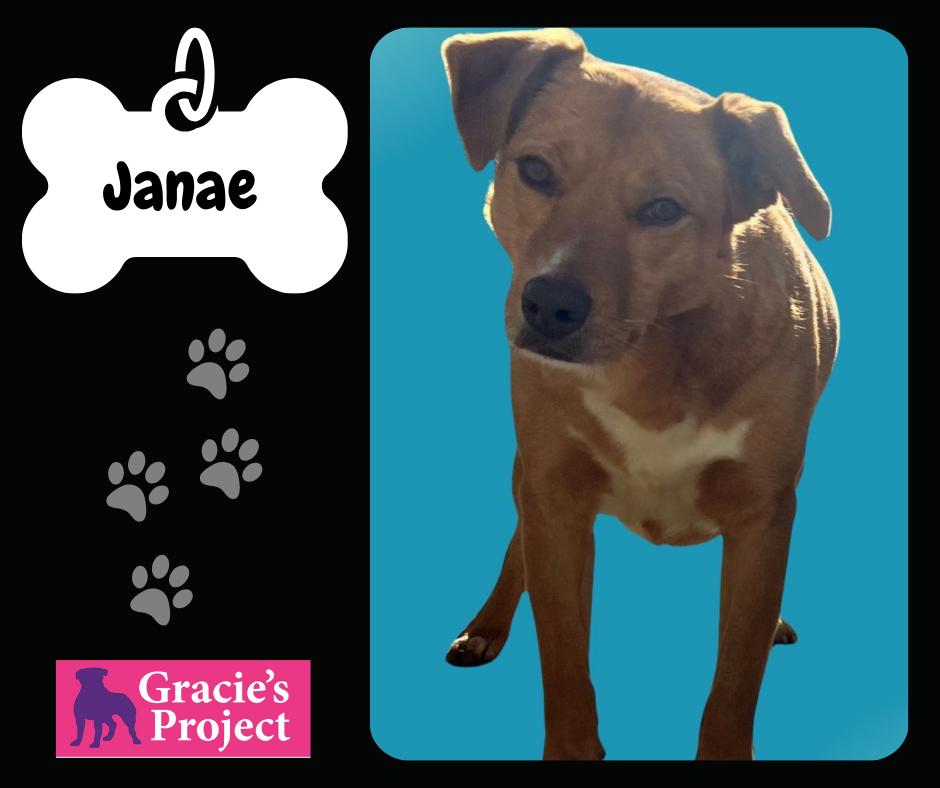 Janae, Adult Female Mixed Breed