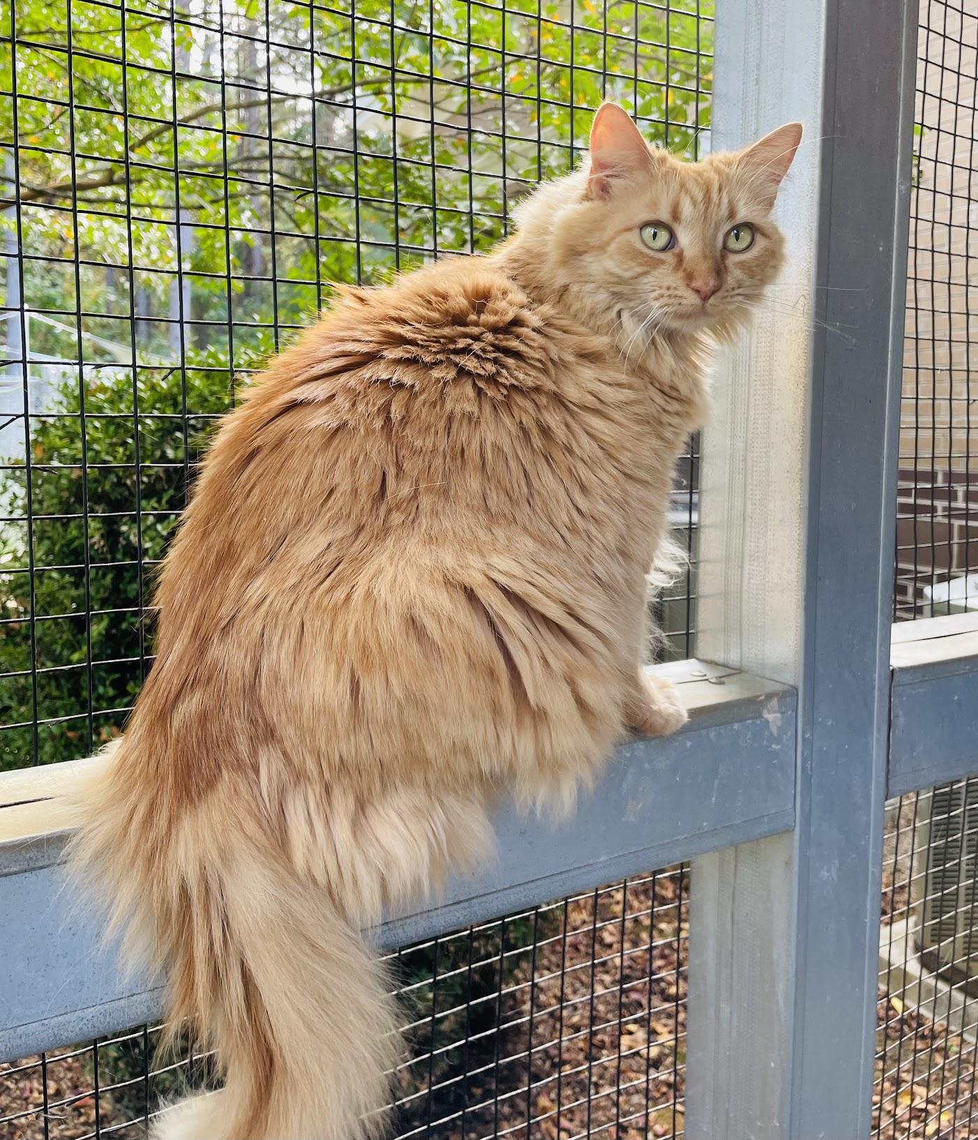 Marmalade, Adoptable, Adult Female Domestic Long Hair.