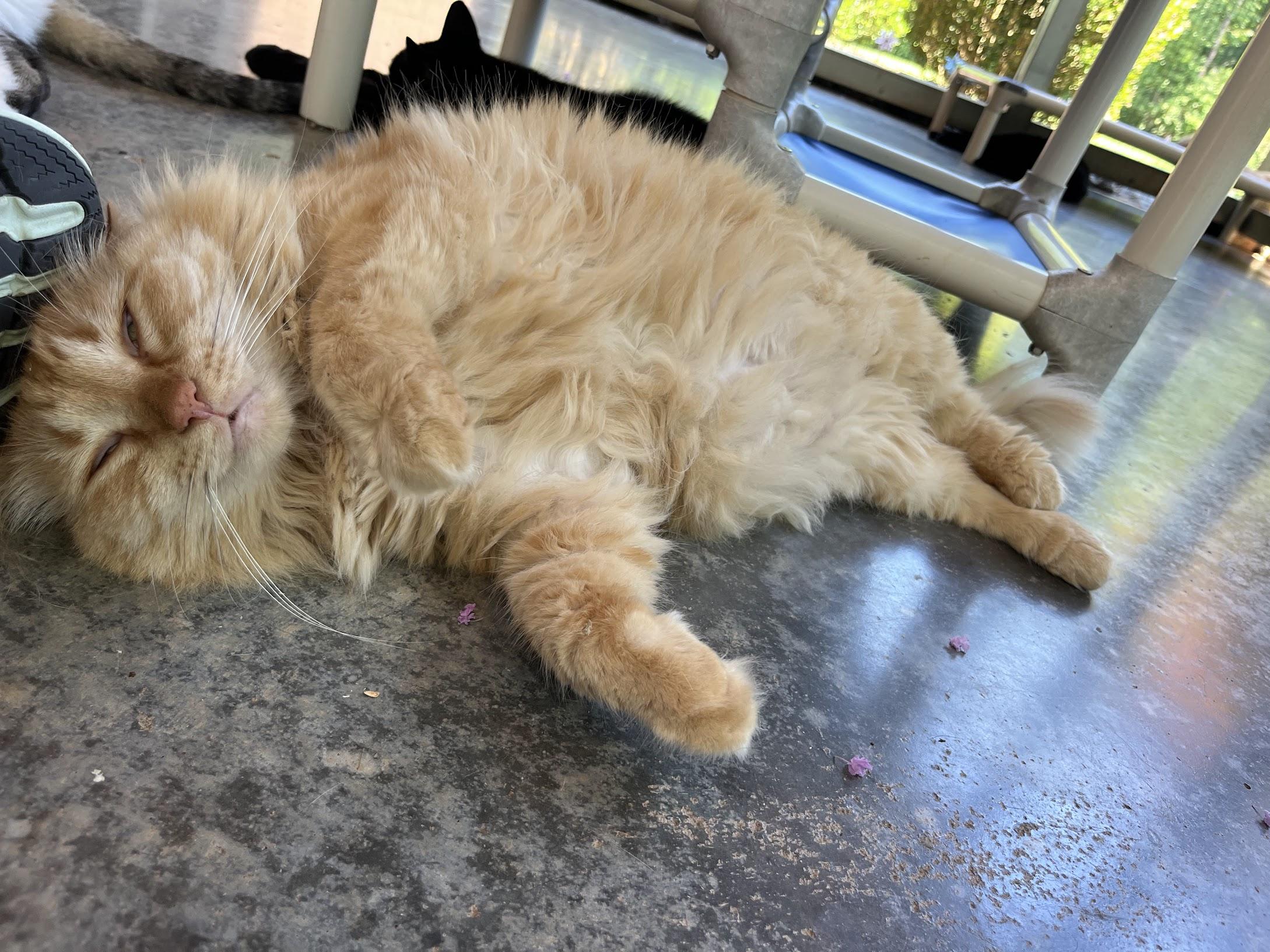 Marmalade, a Adoptable Domestic Long Hair in Salisbury, NC image 5/6