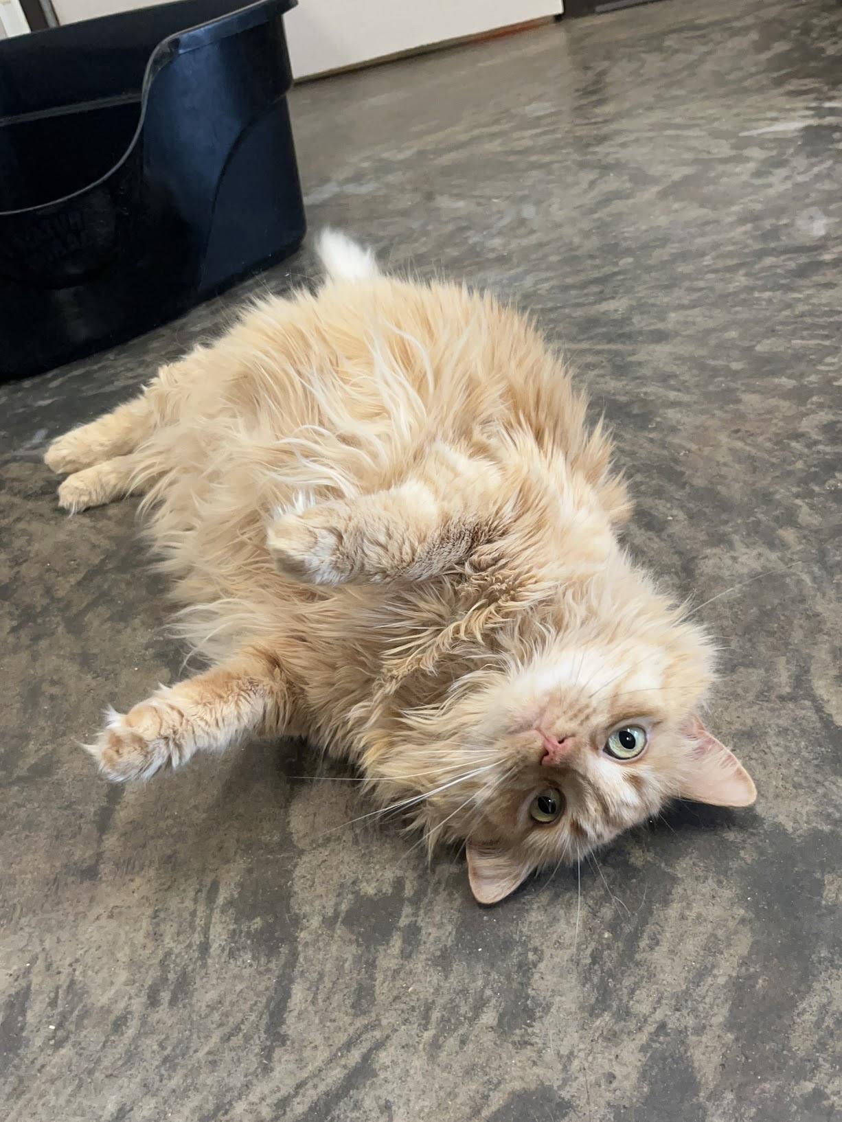 Enlarge Marmalade, a Adoptable Domestic Long Hair in Salisbury, NC image 3/6