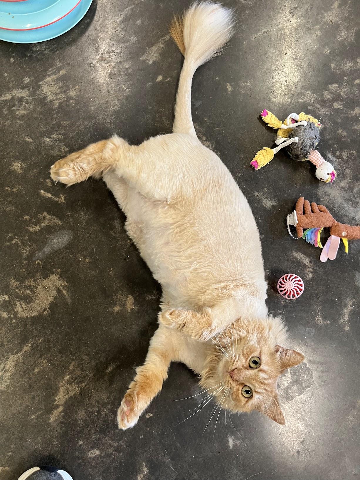 Marmalade, a Adoptable Domestic Long Hair in Salisbury, NC image 6/6