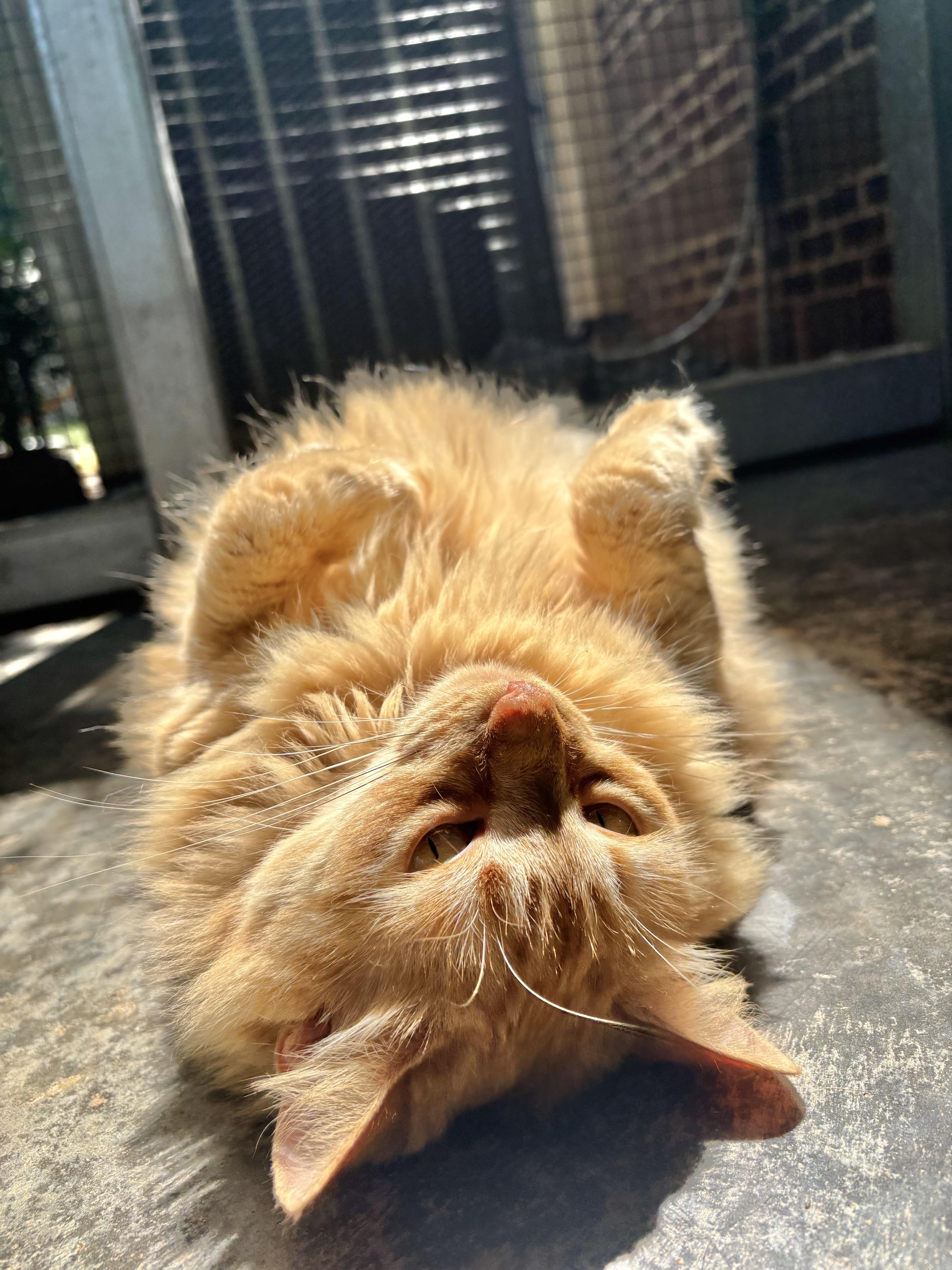 Marmalade, a Adoptable Domestic Long Hair in Salisbury, NC image 2/6