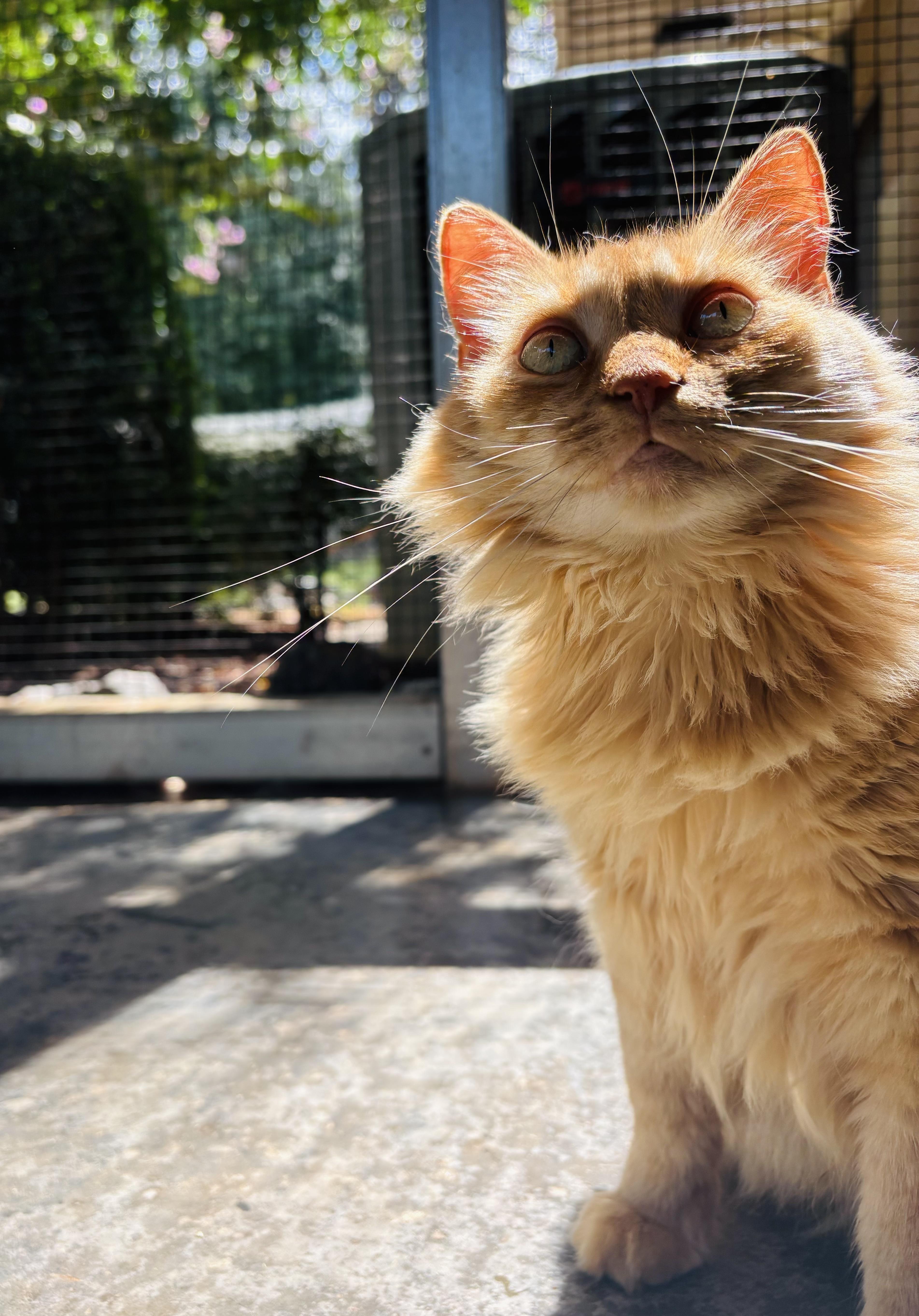 Marmalade, a Adoptable Domestic Long Hair in Salisbury, NC image 4/6