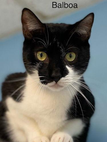 Balboa - Cat Room, a Adoptable American Shorthair in Oakland Park, FL image 1/6