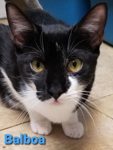 Balboa - Cat Room, a Adoptable American Shorthair in Oakland Park, FL image 2/6