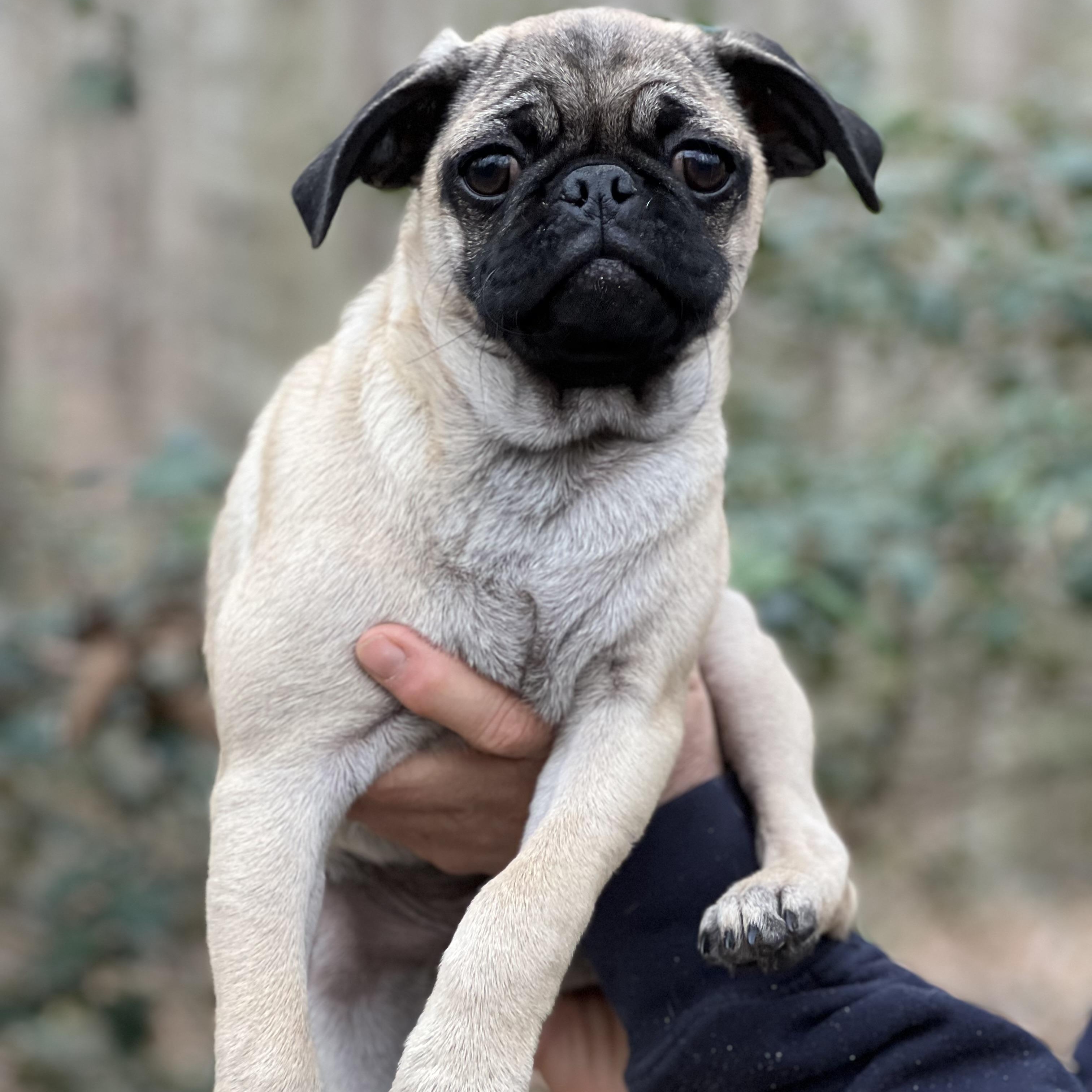 Shamrock, adopted, Puppy Male Pug.