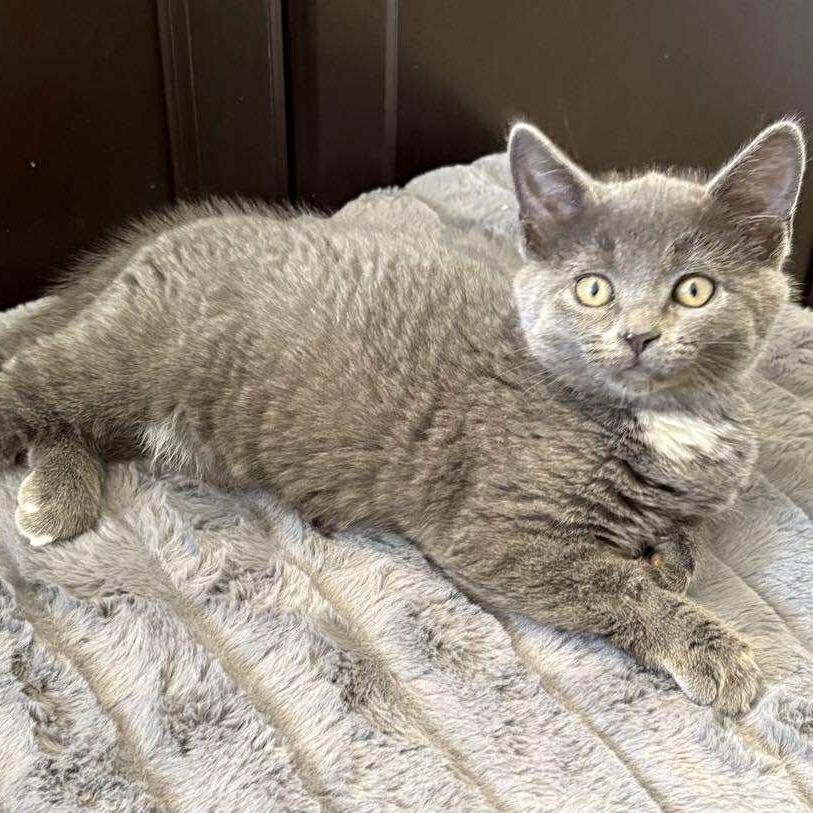 Verity, a Adoptable Domestic Short Hair image 1/6